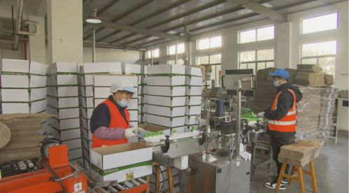 留沪过年没事做 奉贤部分工厂员工可提前复工享受福利工资